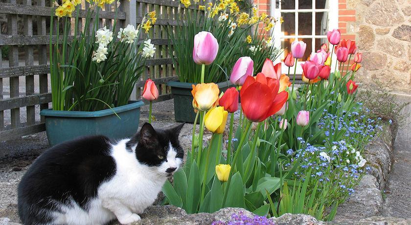 Budleigh Farm Cottages モルトンハムステッド エクステリア 写真